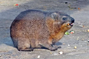 Gewone Klipdas
