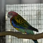 Eastern Rosella