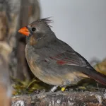 Northern Cardinal
