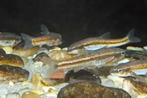 Eastern Blacknose Dace