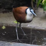 African Jacana