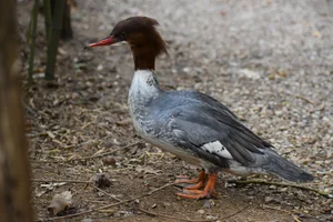 Grote Zaagbek