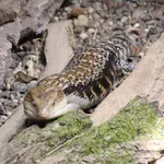 Northern Bluetongue