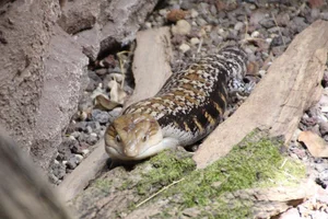 Noordelijke blauwtongskink