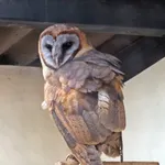 Ashy-faced Owl