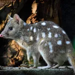 Eastern Quoll