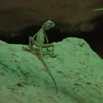 Sinai Agama