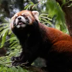 Chinese Red Panda