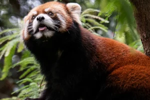 Chinese Red Panda