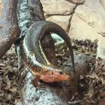 Western Girdled Lizard