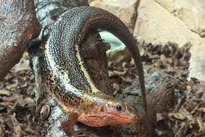 Western Girdled Lizard