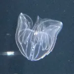 Bolinopsis mikado (Moser, 1907)