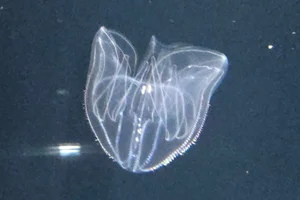 Bolinopsis mikado