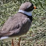 Common Ringed Plover