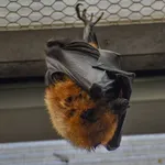 Madagascan Flying Fox