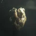 Japanese Treefrog