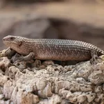 Gidgee Spiny-tailed Skink