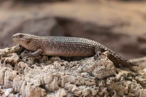 Doornstaartskink