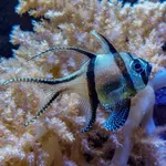 Banggai Cardinalfish