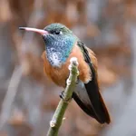 Amazilia Hummingbird
