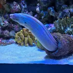Greyface Moray