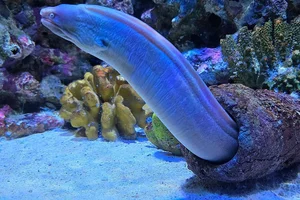 Greyface Moray