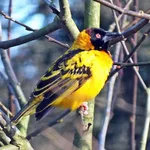 Village Weaver