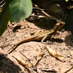 Brown Basilisk