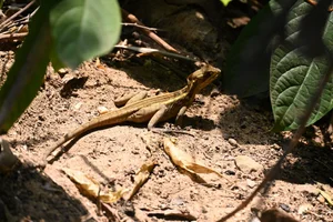 Gestreepte Basilisk