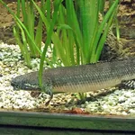 Ornate Bichir