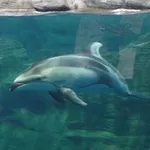 Pacific White-sided Dolphin