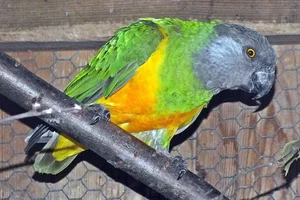 Bont boertje