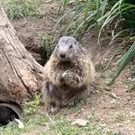 Alpine Marmot