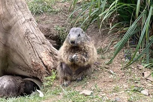 Alpenmarmot
