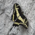 Eastern Giant Swallowtail