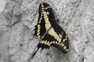 Eastern Giant Swallowtail