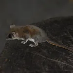 Feathertail Glider
