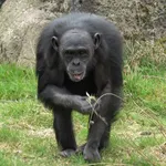 Western Chimpanzee