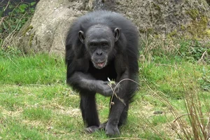 West-Afrikaanse Chimpansee