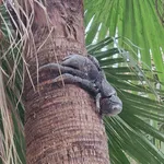 Coconut Crab