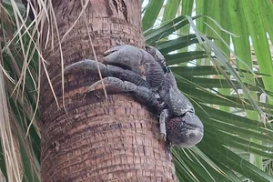 Kokoskrab