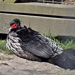 Kalij Pheasant