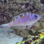 Chalk Bass