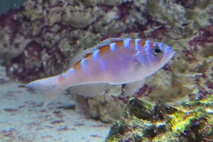 Chalk Bass