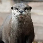 Oriental Small-clawed Otter