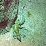 Desert Grassland Whiptail