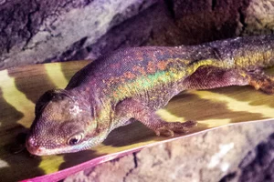 Réunion Day Gecko