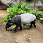 Tapirus malayanus