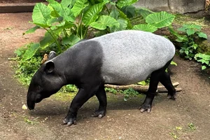 Tapirus malayanus