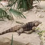Clouded Rock Iguana
